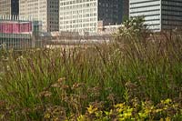 Panicum virgatum 'Shenandoah' - 'Shenandoah' Red Switch Grass in city garden. 