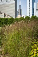 Panicum virgatum 'Shenandoah' - Red Switch Grass - one of the plantings in a park with trees and skyscrapers beyond