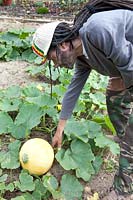 A man checking a Curcurbit - Squash - fruit to see if its ready to harvest
