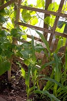 Young Zea mays - Sweetcorn - plants growing amongst other vegetables 