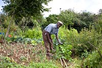 Man picking vegetable at his allotment