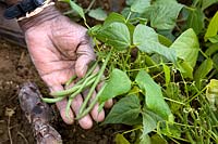 Picking Phaseolus vulgaris - French Bean