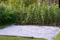 Green Manure seeds germinating under protective mesh, secured to ground,  outside on vegetable plot