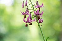 Lilium martagon var. cattaniae - Turkscap Lily