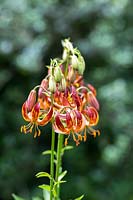 Lilium martagon 'Arabian Knight' - Turkscap lily