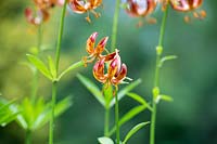 Lilium martagon 'Arabian Knight' - Turkscap Lily