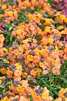 Erysimum 'Apricot Twist' - Wallflower - purple buds open to orange yellow flowers