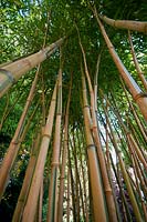 Phyllostachys aureosulcata f spectabilis - Yellow Bamboo - looking up tall canes 