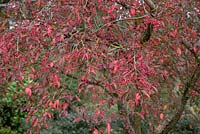 Euonymus europaeus 'Red Cascade' - Spindle Tree