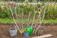 Constructed hazel pole support with butternut squash ready for planting