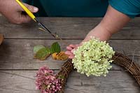 Woman shortening Hydrangea stem using scissors 