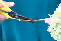 Woman shortening Hydrangea stem using scissors 