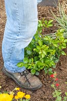 Woman using foot to firm around planted Rosa 'Lots of Kisses'. 