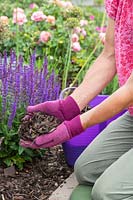 Woman adding bark chipping mulch to bed planted with Salvia nemorosa 'Ostfriesland'. 