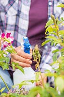 Woman spraying soapy water on to aphid infested rose shrub, using pump bottle sprayer.