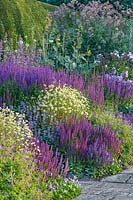 Colourful Herbaceous Border with Anthemis tinctoria and Lythrum salicaria at Town Place