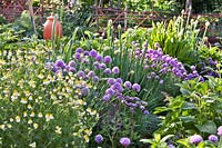 Herb beds with Matricaria chamomilla - chamomile, Allium schoenoprasum - chives, Allium fistulosum -  Welsh onion and Salvia.
