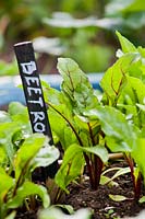 Beta vulgaris - Beetroot seedlings
