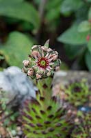 Sempervivum chick charms 'Appletini' - Houseleek - in flower