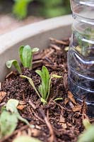 Calendula seedlings growing in hugelkultur pot