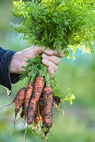 Person holding bunch of carrots. 
