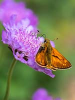Scabiosa columbaria 'Butterfly Blue' and Skipper Butterfly - Pincushion flower - June