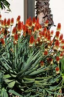 Aloe 'Capricorn' - Two toned orange and yellow flowering Aloe
