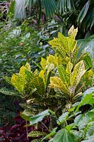 Codiaeum variegatum 'Petras Yellow', A Croton with variegated green and yellow leaves.