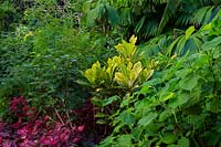 codiaeum variegatum - Croton in a lush tropical garden 