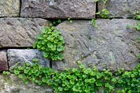 Cymbalaria muralis - Ivy-leaved toadflax growing in a sandstone retaining wall.