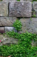Cymbalaria muralis -  Ivy-leaved toadflax , growing in a sandstone retaining wall.