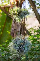 Tillandsia - Airplant balls suspended off a tree branch in a tropical style garden.