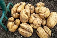 Growth cracks in Potatoes, caused by fluctuating environmental conditions such as uneven soil moisture, soil and air temperature and rapid water uptake and tuber growth.