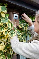 Refixing front cover to new birdbox after attachment to wall, amongst surrounding variegated Ivy