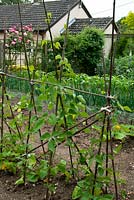 Row of Runner Bean on basic cane supports with Courgette, Cabbage, Onion, Sweetcorn in vegetable garden, house beyond - Open Gardens Day, Drinkstone, Suffolk