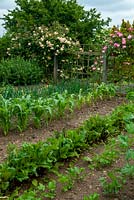 Rows of vegetables including Onions, Sweetcorn, Beetroot and Celery in garden plot with Roses on trellis in background - Open Gardens Day, Drinkstone, Suffolk