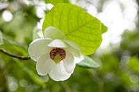 Magnolia wilsonii 