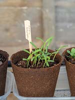 Cosmos 'Purity' seedlings in biodegradable pot