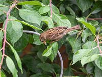Passer domesticus - house sparrow in tree feeding on aphid infestation of plum tree. 