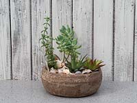 Container with small succulent plant finished with a display of sea shells as decorative mulch.  