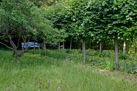 Avenue of pleached Tilia cordata - Lime - trees underplanted with Alchemilla mollis. In foreground, long grass with Pilosella aurantiaca - Fox and Cubs -in the orchard with old Malus - Apple tree