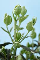 Euonymus fortunei 'Emerald Gaiety', young shoots 