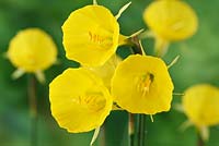 Narcissus 'Casual Elegance' - Hoop Petticoat Daffodil - Div. 10 Bulbocodium  