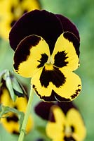Viola Universal Mixed' - Pansy - one colour from mixture