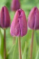 Tulipa 'Negrita' - Tulip Triumph Group