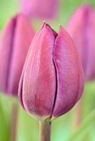 Tulipa 'Negrita' - Tulip Triumph Group 