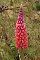Lupinus 'Towering Inferno' - Lupin - with Acer palmatum var. dissectum behind