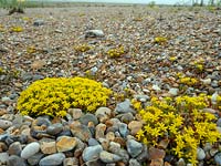 Sedum acre - Biting stonecrop growing on shingle beach. 