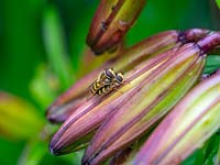 Myathropa flore - Hoverflies mating 