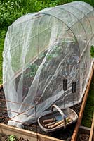 Fine mesh covering over brassica plants to prevent white butterfly attack